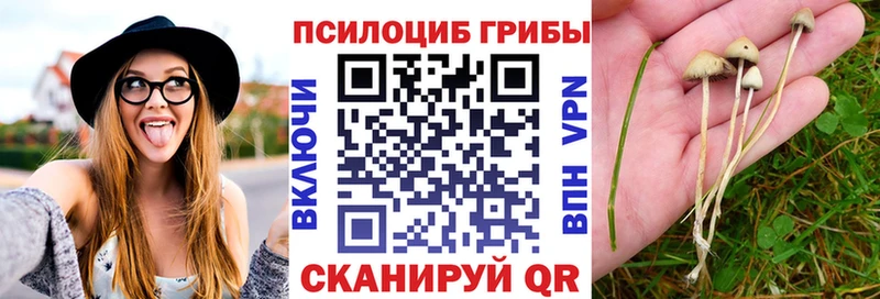 Купить закладки  Алупка  Псилоцибиновые грибы мицелий 